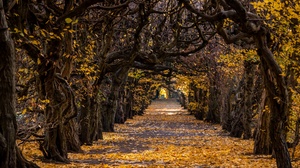 Fall Nature Path Tree Lined 3000x2000 Wallpaper