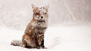 Fox Red Fox Snow Snowfall Winter 2880x1800 Wallpaper