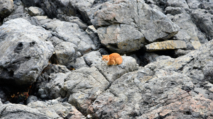 Animals Cats Feline Mammals Rocks Outdoors Nature 7360x4912 Wallpaper