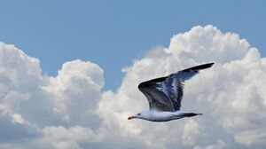 Cloud Flight Seagull Sky 4288x2848 Wallpaper
