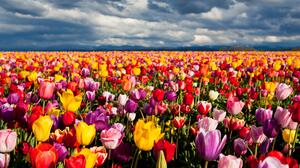 Field Tulip Colorful Nature Landscape Flower 7600x5066 Wallpaper