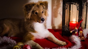 Christmas Ornaments Dog Pet Shetland Sheepdog 2000x1325 Wallpaper