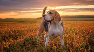 Animal Beagle 2048x1367 Wallpaper