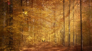 Fall Forest People 3072x1966 Wallpaper