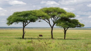 Trees Green Nature Plains Elephant Mammals Animals Plants Sunlight 2048x1152 Wallpaper