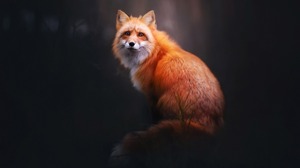 Animal Fox 1920x1200 Wallpaper