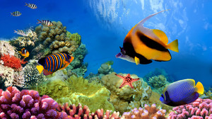 Colors Coral Great Barrier Reef Underwater 3840x2400 Wallpaper
