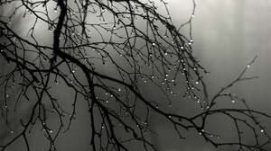 Rain Nature Branch Monochrome Water Drops Depth Of Field Photography Trees 1920x1080 Wallpaper