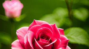 Ai Art Flower Garden Rose Digital Art Bokeh Vertical Flowers 1536x2432 Wallpaper