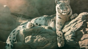 Animal Snow Leopard 1366x768 wallpaper