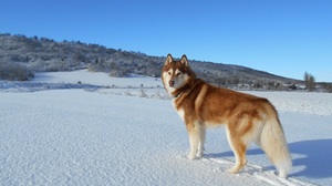 Dog Husky Pet Snow Winter 2272x1704 Wallpaper