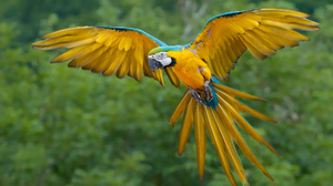 Animal Bird Flight Flying Macaw Wings 2000x1333 Wallpaper