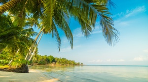 Beach Horizon Ocean Palm Tree Tropical 6000x4000 Wallpaper