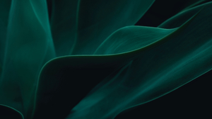 Abstract Leaves Green Dark Shadow Waves Cactus Closeup Macro Nature 4635x3090 Wallpaper