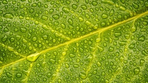 Macro Green Leaf 2048x1361 Wallpaper