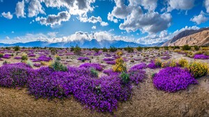 USA California Sky Nature Landscape Clouds Flowers Mountains 3840x2160 Wallpaper