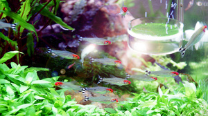 Colors Fish Tank Red Water 1920x1200 Wallpaper