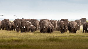 Ultrawide Elephant Kenya Nature Animals Africa Mammals 5120x1440 Wallpaper