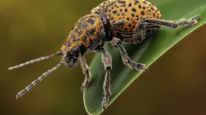 Beetle Insect Macro Leaves Depth Of Field 3840x2560 wallpaper