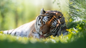 Animal Tiger 2560x1706 Wallpaper