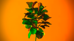CGi Digital Art Render Rendering Neon Plants Ball Glass Leaves 3840x2160 Wallpaper
