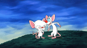 Pinky And The Brain Animation Cartoon Sky Grass Mouse Animal Production Cel Warner Brothers Screen S 1920x1080 Wallpaper