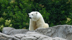 Polar Bear Predator Animal Zoo Rock 2000x1333 Wallpaper
