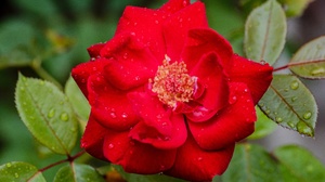 Macro Red Flower Red Rose Raindrops 6016x4016 Wallpaper