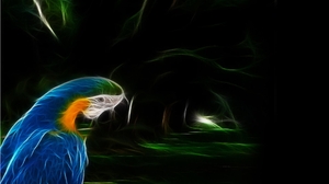 Animal Blue And Yellow Macaw 1920x1080 Wallpaper
