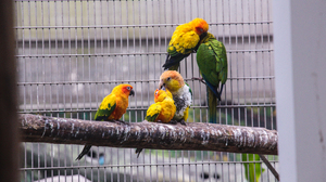 Photography Birds Animals Cages 5184x3456 Wallpaper