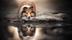 Dog Pet Reflection Shetland Sheepdog 2048x1365 Wallpaper