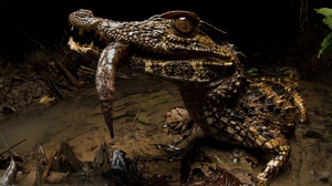 Caiman Crocodile Reptile 2047x1365 Wallpaper