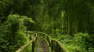 Bamboo Boardwalk Forest Green Nature Path 4252x2838 Wallpaper