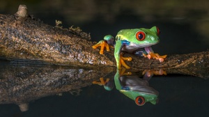 Red Eyed Tree Frog Frog Reflection Amphibian 5324x3550 Wallpaper