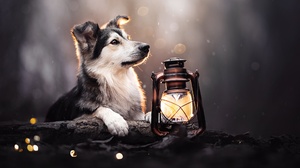Dog Lantern Pet Baby Animal 2048x1365 Wallpaper