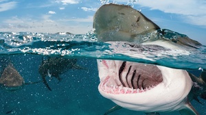 Shark Fish Underwater Animals Water 3440x1353 Wallpaper