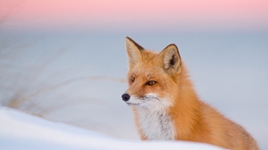 Fox Red Fox Wildlife Winter 2048x1363 Wallpaper