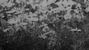 Nature Monochrome Photography Spring Film Grain Flim Flowers 4928x3264 Wallpaper