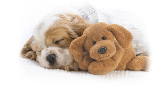 Animal Cute Dog Puppy Sleeping Stuffed Animal Toy 1920x1200 Wallpaper