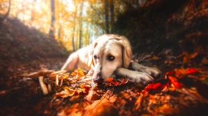 Depth Of Field Dog Fall Leaf Mushroom Resting Sunny 2048x1268 Wallpaper