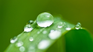 Water Water Drops Nature Green Forest Depth Of Field Blurred Calm 2560x1600 wallpaper