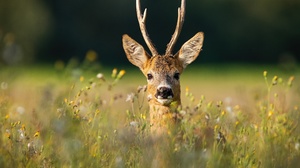 Roe Deer Wildlife 5408x3605 wallpaper