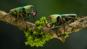 Macro Beetle Moss Branch Nature Animals Depth Of Field Insect Closeup 3840x2160 Wallpaper