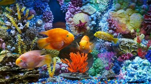 Fish Aquarium Fish Tank Tropical Fish Tropical Fish Animals 2048x1224 Wallpaper