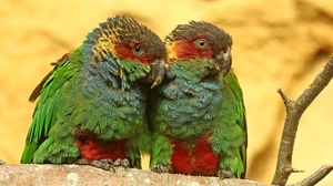Bird Ochre Marked Parakeet Parrot Wildlife 2048x1365 wallpaper