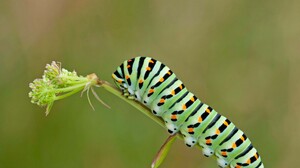 Caterpillars Green Leaves Insect Simple Background Minimalism Closeup Nature 3840x2160 Wallpaper