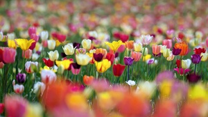 Flower Spring Blur 1920x1080 Wallpaper