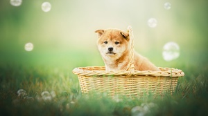 Baby Animal Basket Dog Pet Puppy Shiba Inu 2048x1356 Wallpaper