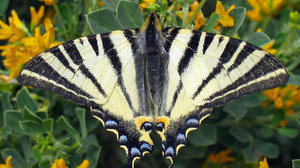 Animal Butterfly Scarce Swallowtail Swallowtail Butterfly 2034x1564 wallpaper
