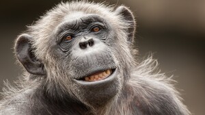 Monkey Primate Close Up 2560x1600 Wallpaper